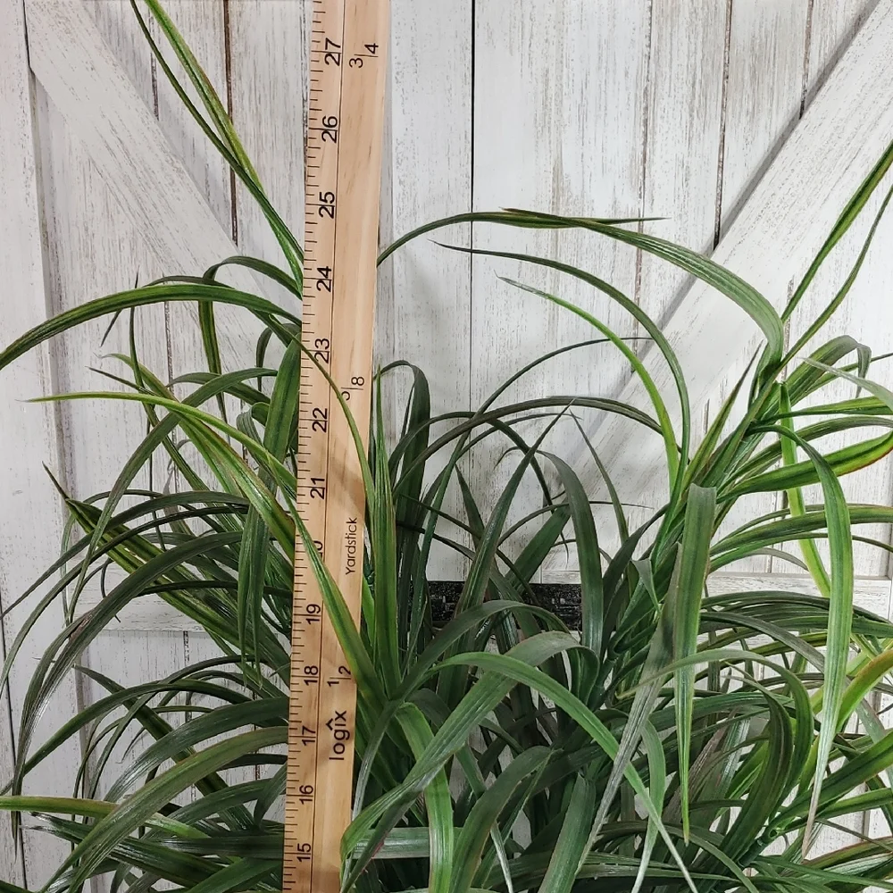 N/A plant green
